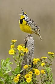 If you cannot teach me to fly, teach me to sing!